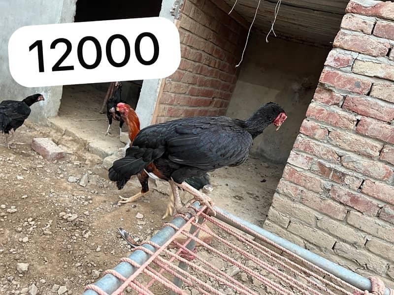 Aseel hens setup for sale 8