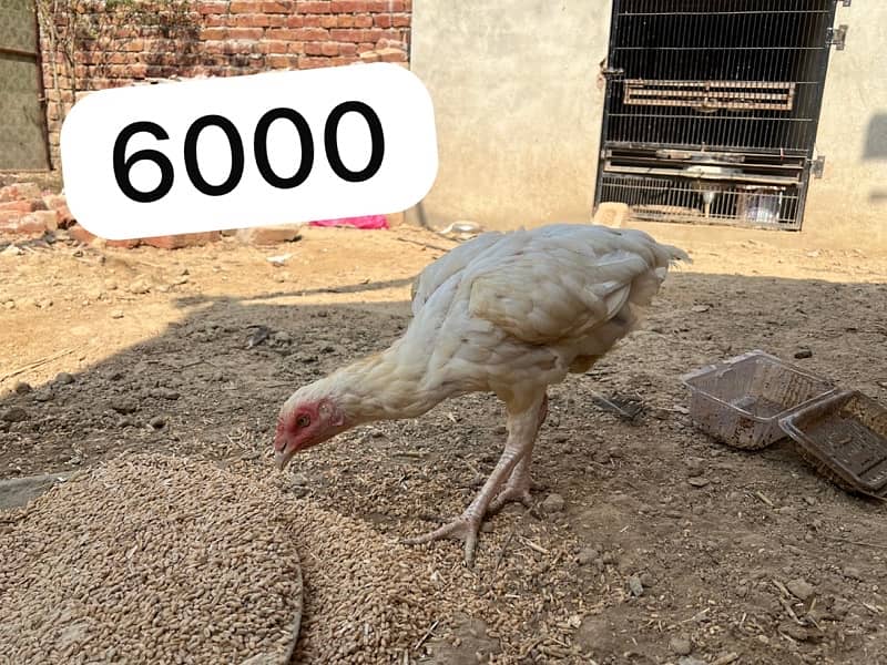 Aseel hens setup for sale 9