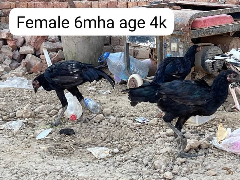 Aseel hens setup for sale 10