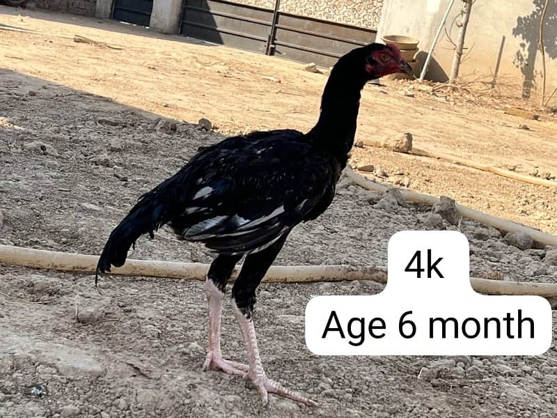 Aseel hens setup for sale 12