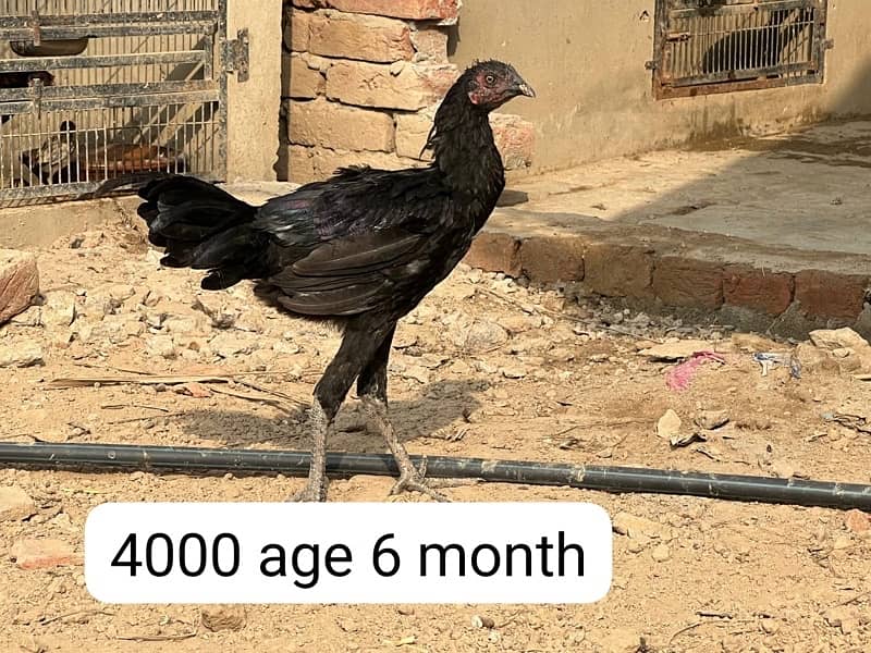 Aseel hens setup for sale 13