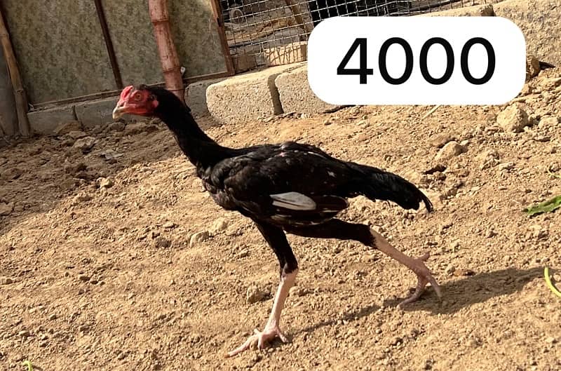 Aseel hens setup for sale 14