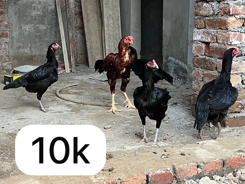 Aseel hens setup for sale 15