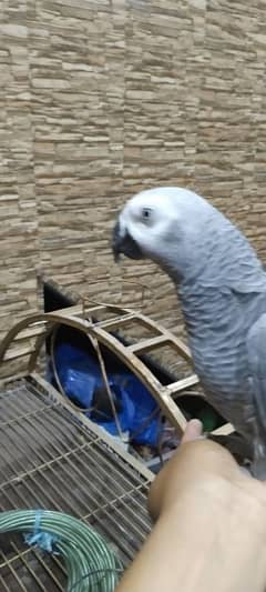 african grey parrot for sale