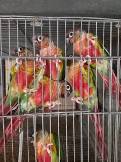 High red conures pairs parrot /birds