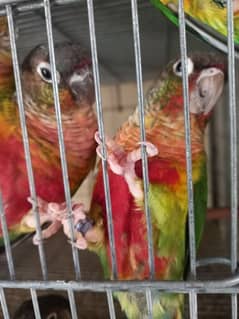 Red facotr conure pair parrot /birds