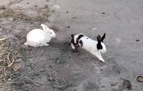 Breeder Rabbits Pair