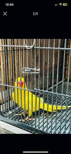 yellow ringneck