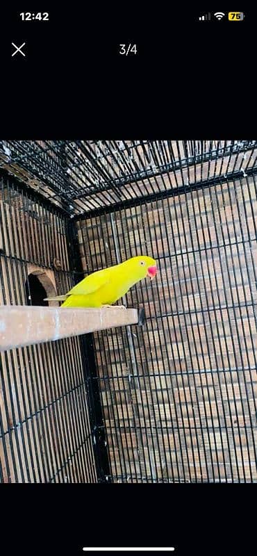 yellow ringneck 2