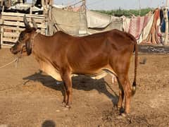 3.5man ki cow h