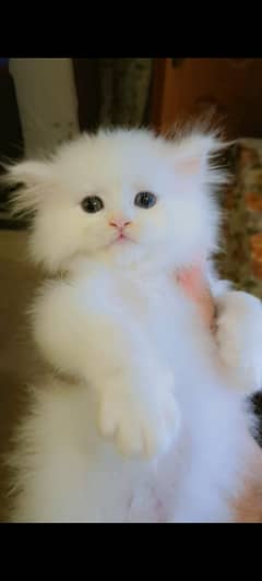 Pure Persian Kitten