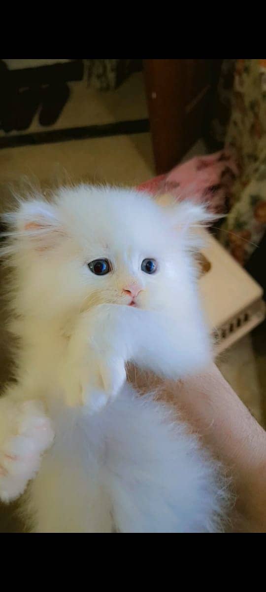 Pure Persian Kitten 1