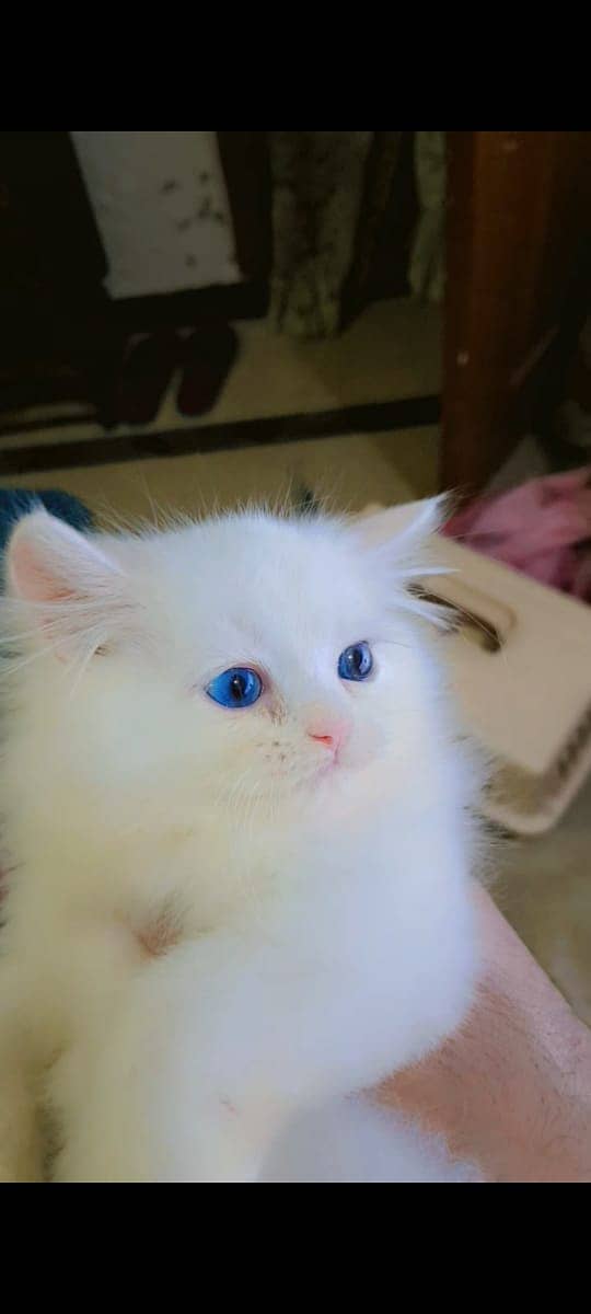 Pure Persian Kitten 3