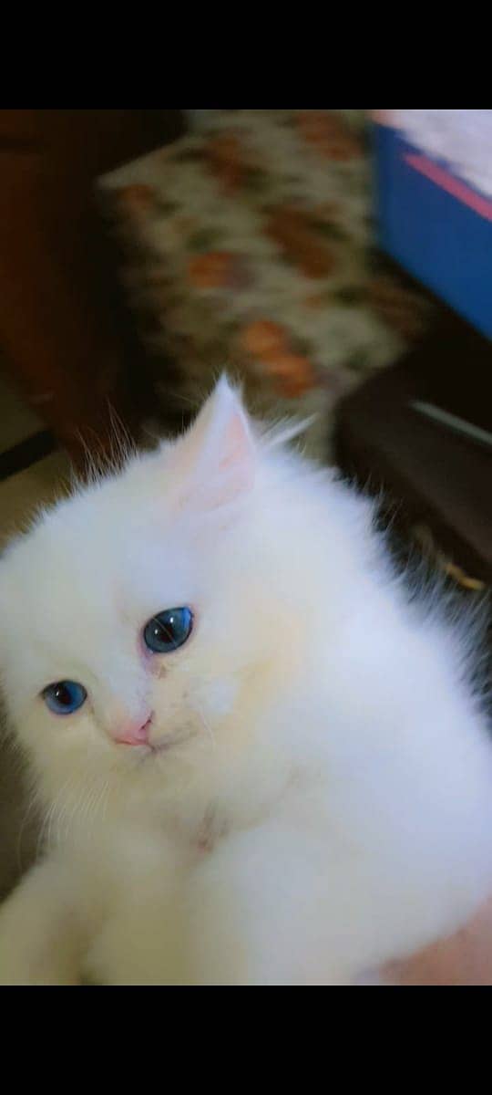 Pure Persian Kitten 4