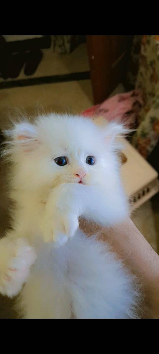 Pure Persian Kitten 7