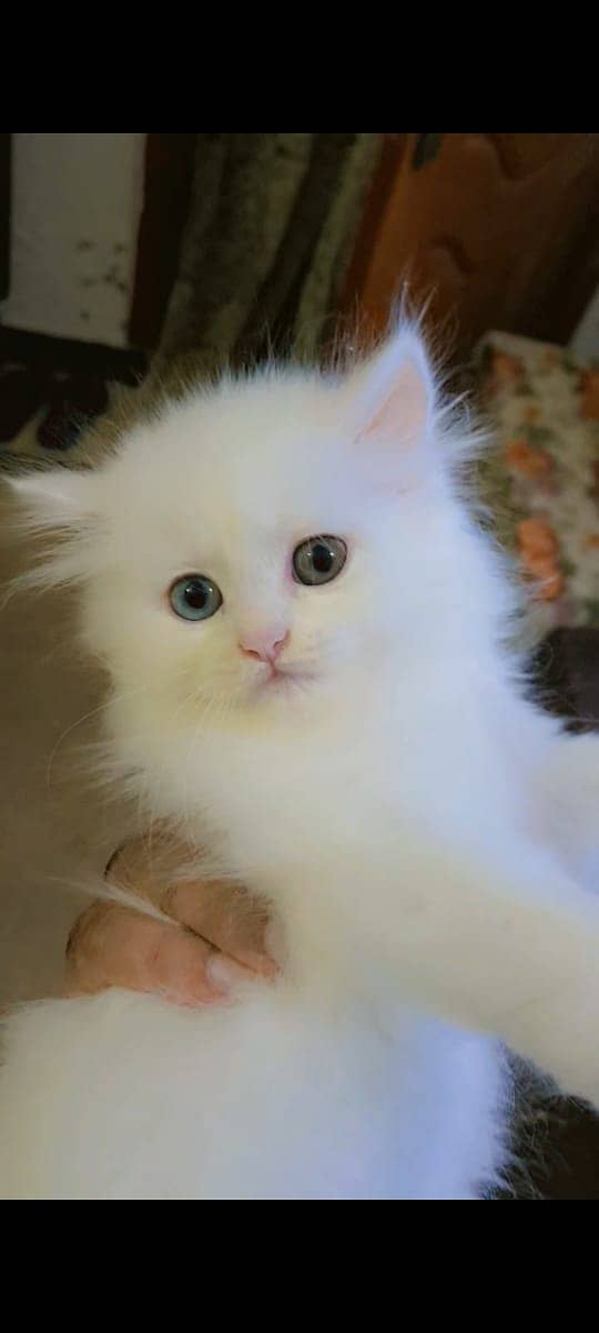 Pure Persian Kitten 8