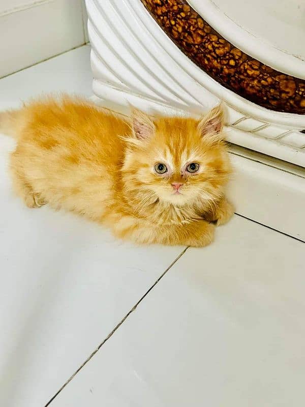 IMPORTED QUALITY PERSIAN KITTENS AVAILABLE 03207679060 WHSTTAAPP 5