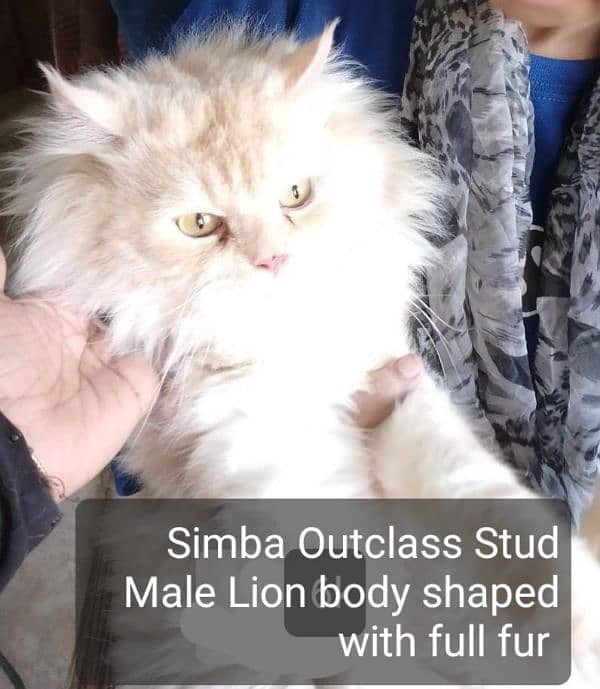 Pure Persian Stud Males 1