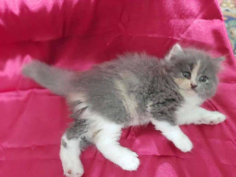 IMPORTED QUALITY PERSIAN KITTENS AVAILABLE 03207679060 WHSTTAAPP 1