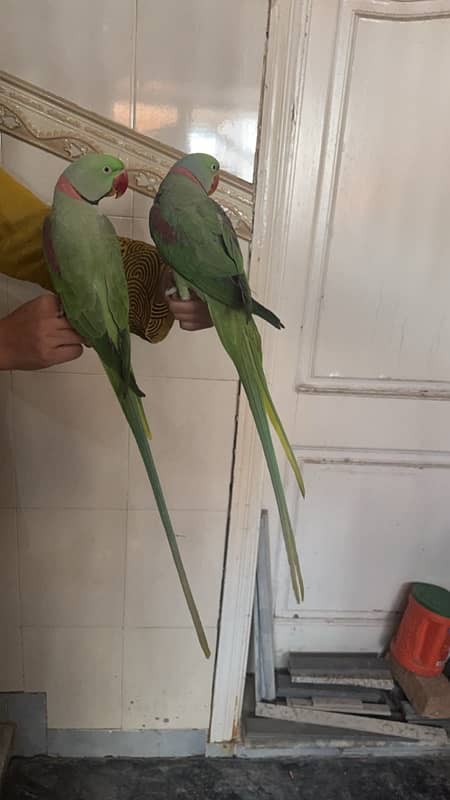 Raw Parrots 1