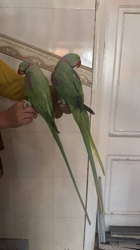 Raw Parrots 2