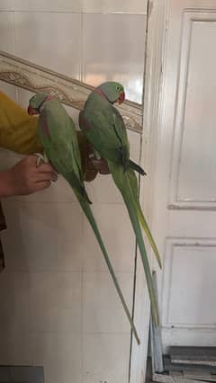 Raw Parrots 0