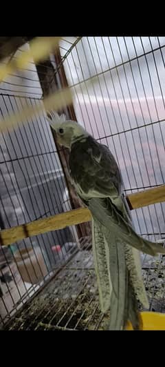 Parrot pair for sale