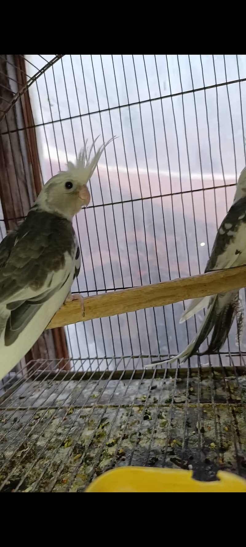 Parrot pair for sale 3