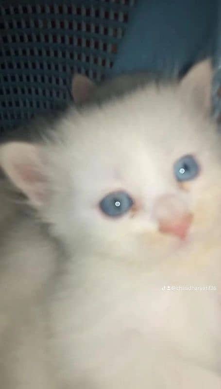 I want to sale my Persian Kittens 2