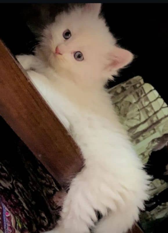 I want to sale my Persian Kittens 6