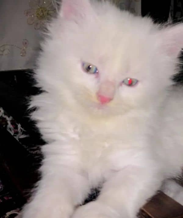 I want to sale my Persian Kittens 7