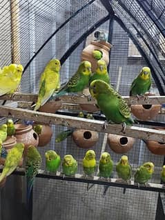 Australian parrots pair for sale 0