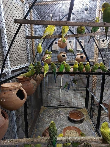 Australian parrots pair for sale 1