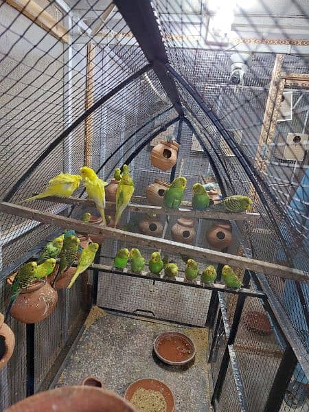 Australian parrots pair for sale 2