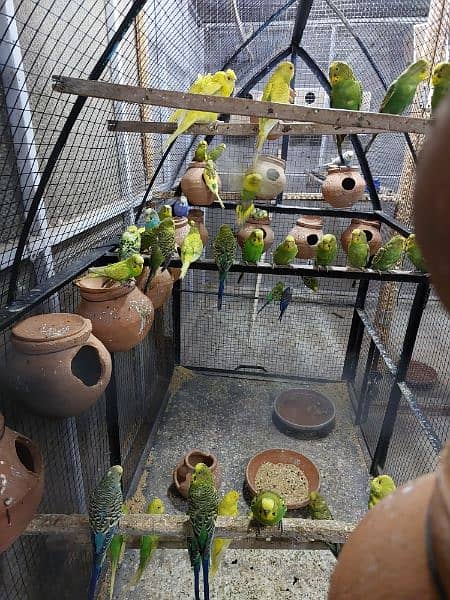 Australian parrots pair for sale 3