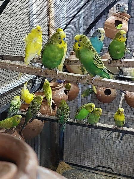 Australian parrots pair for sale 4