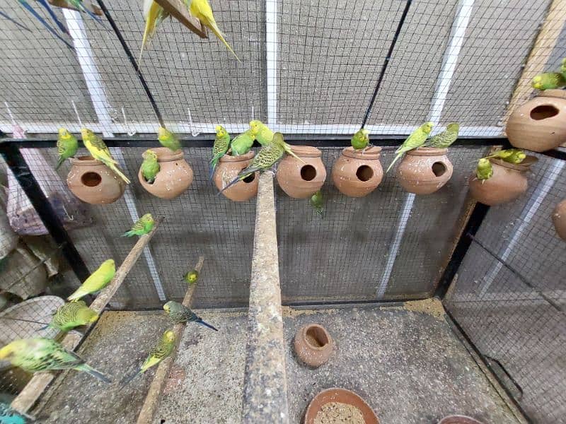 Australian parrots pair for sale 5