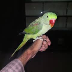 Kashmiri RAW Parrot 0