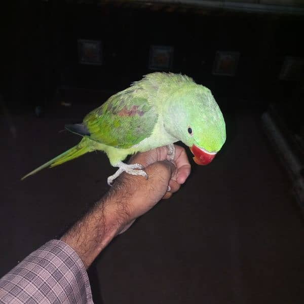 Kashmiri RAW Parrot 1