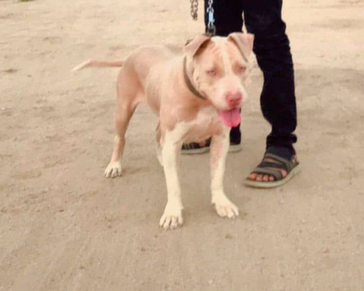 pitbull female 1