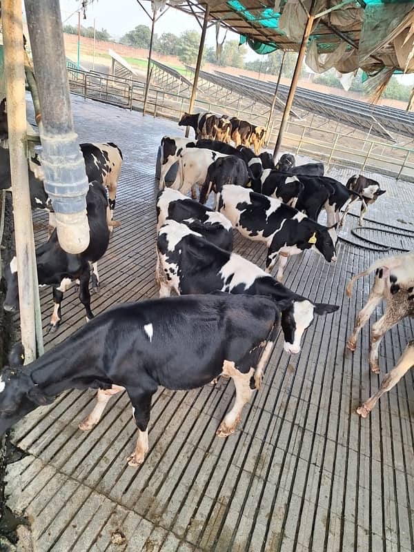 Australian and American pregnant heifers  cows and buffalos 15