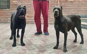 cane corso italian mastiffs 0