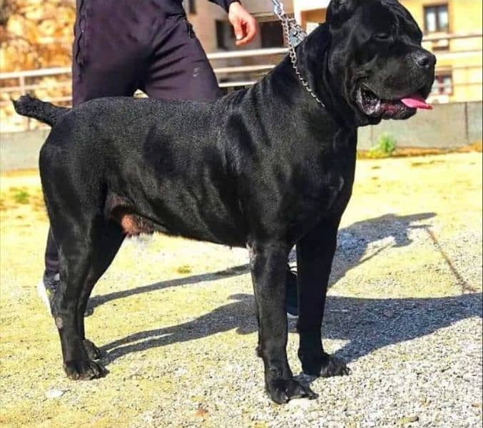 cane corso italian mastiffs 4