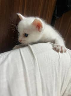 Persian female cat and kittens