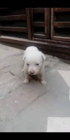 Russian puppy