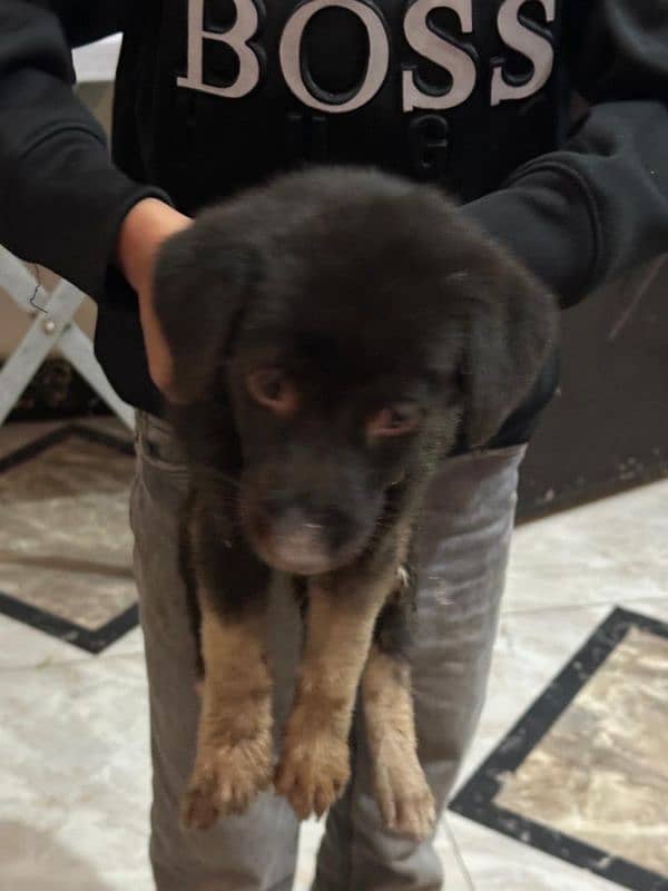 German shepherd long coat male puppy for sale 1