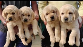 Labrador British puppies 03429703700