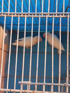 Albino black ayes