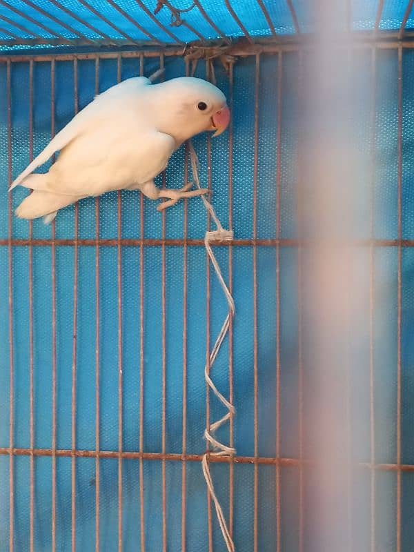 Albino black ayes 1