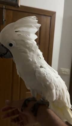 umbrella cockatoo